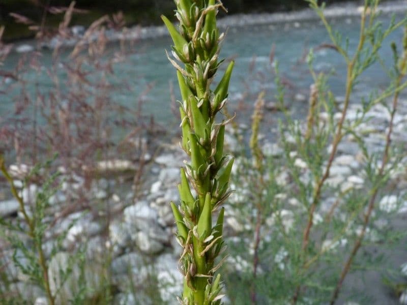 Miricaria germanica