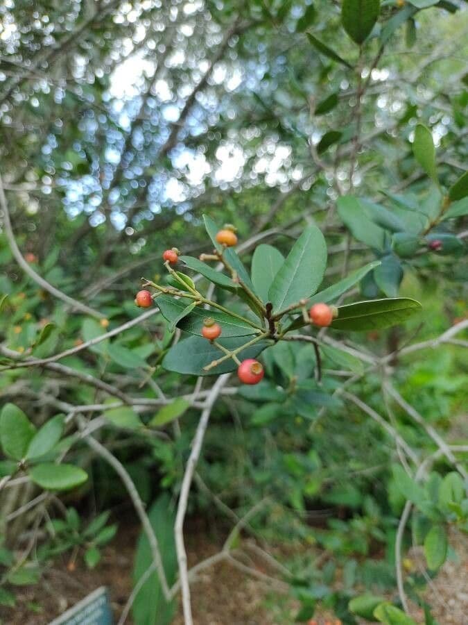 Myrcia 3