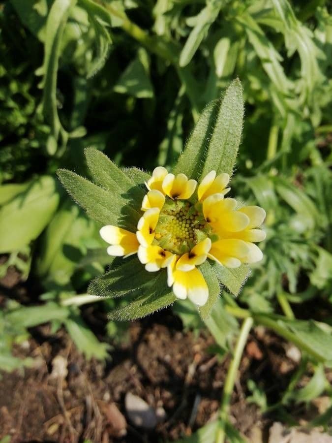 Glatte Teppichmargerite 3