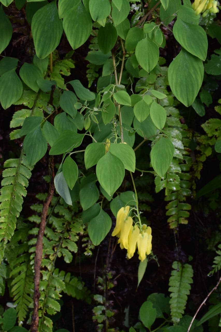 Dactylicapnos