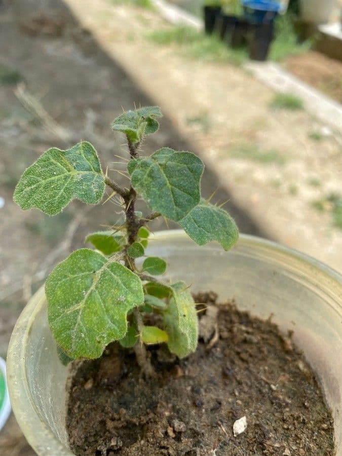 Solanum 14