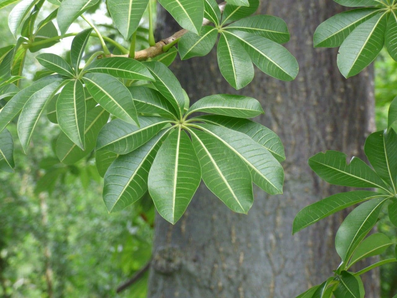 Baobab 8