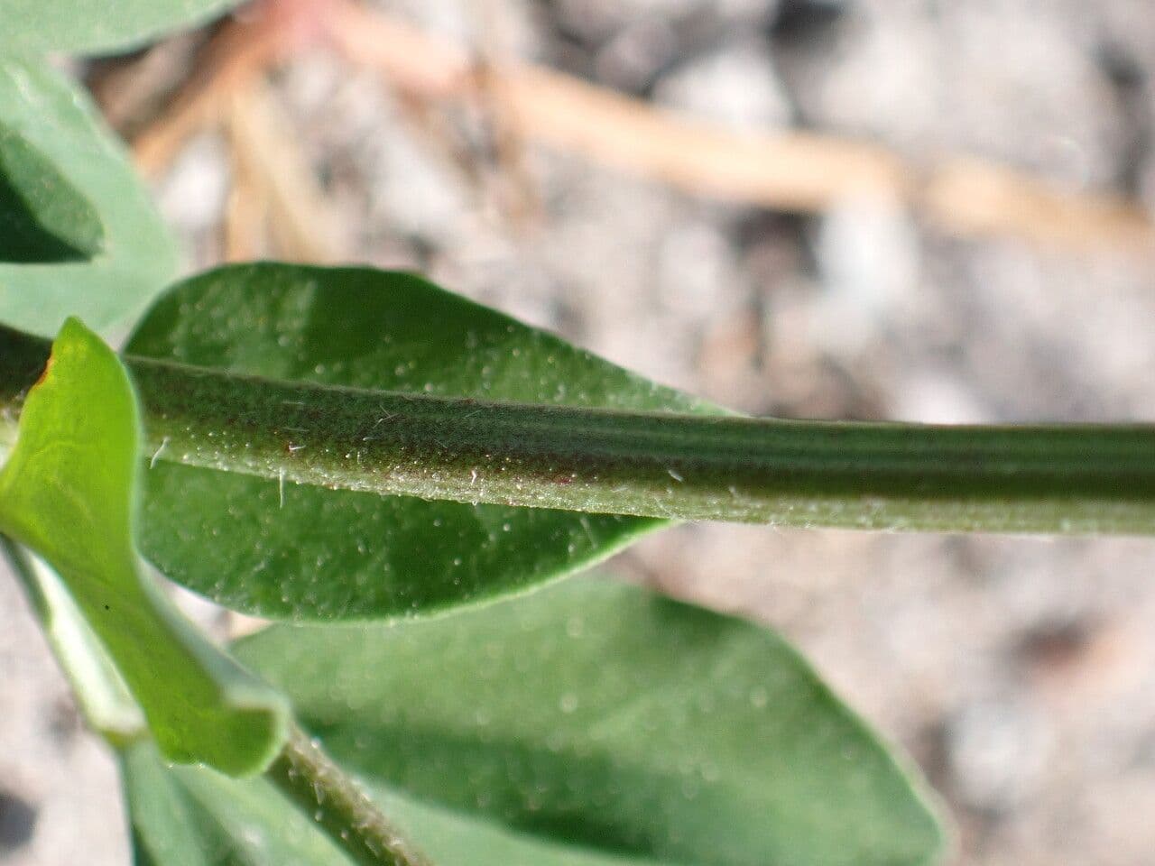 Lotier corniculé 25