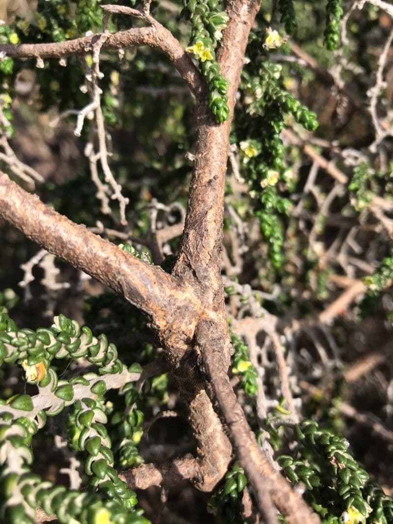 Timelea irsuta 23