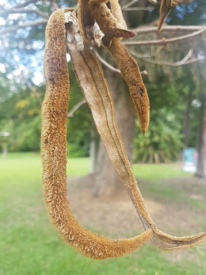 Handroanthus 2