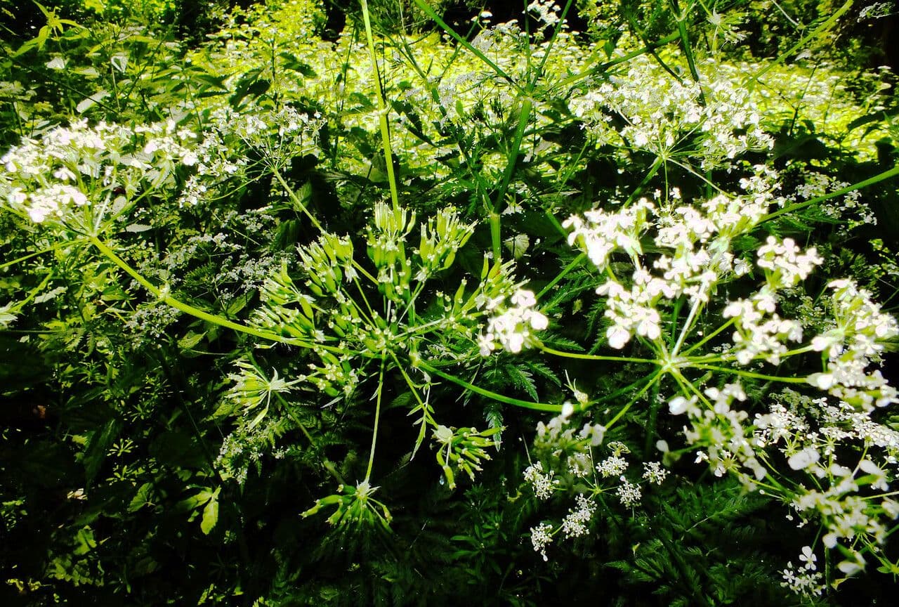 Cerfoglio selvatico 3