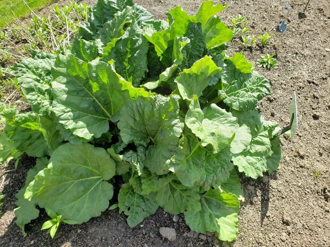 Rabarbaro da giardino 13