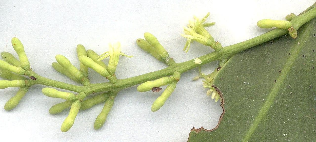 Woodsons Struthanthus