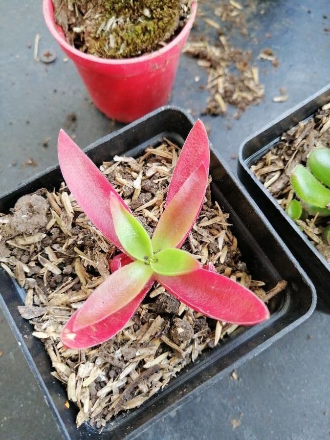 Crassula 2