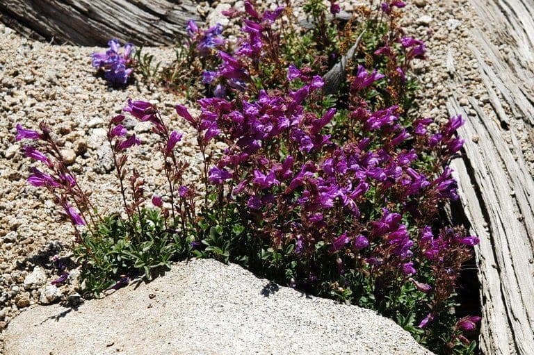 Penstemon Davidsona 8