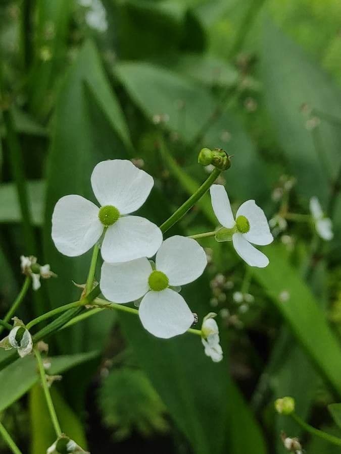 Sagittaria graminea 5