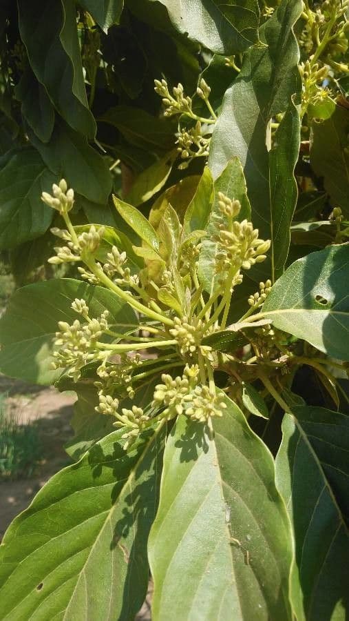 Avocado 6