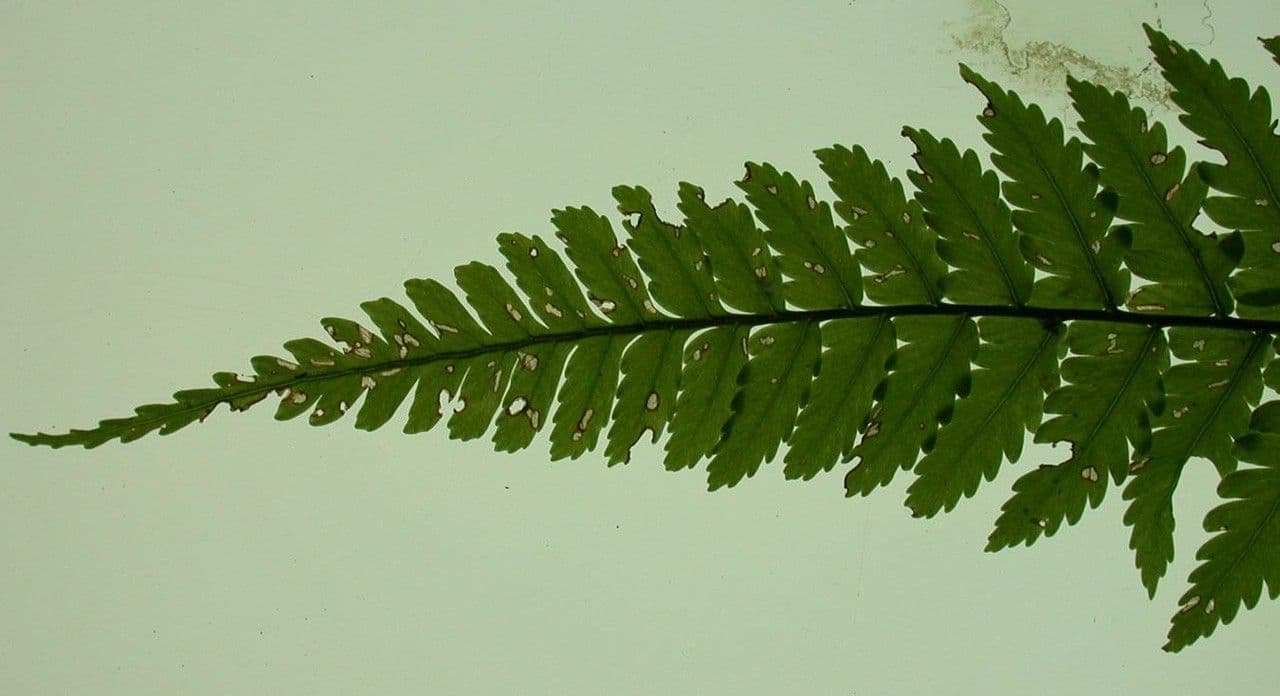 Polybotrya 6