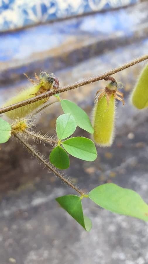 Crotalaria incana 16
