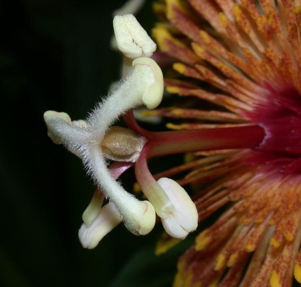 Passiflora 4