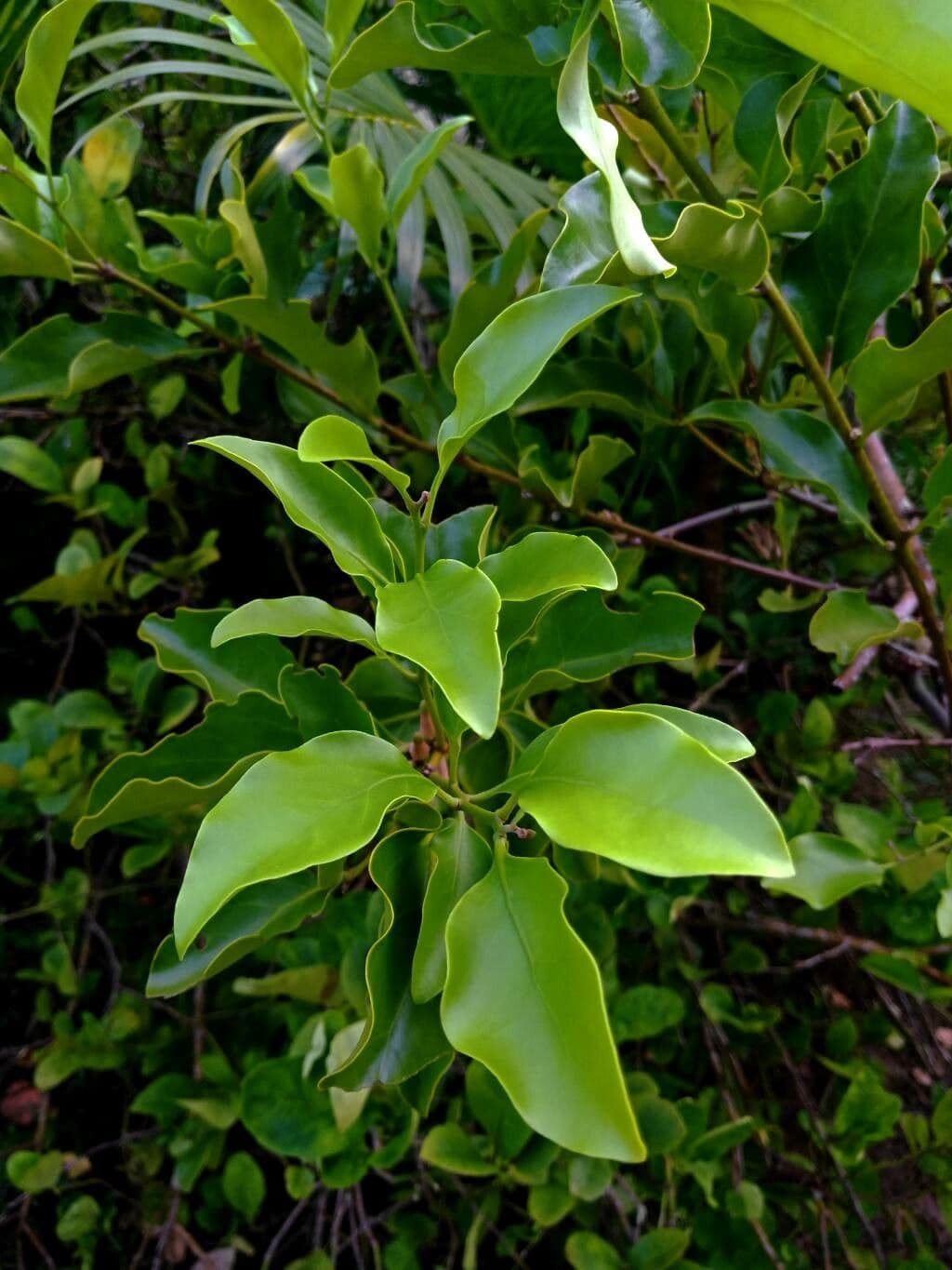 Volkameria 15