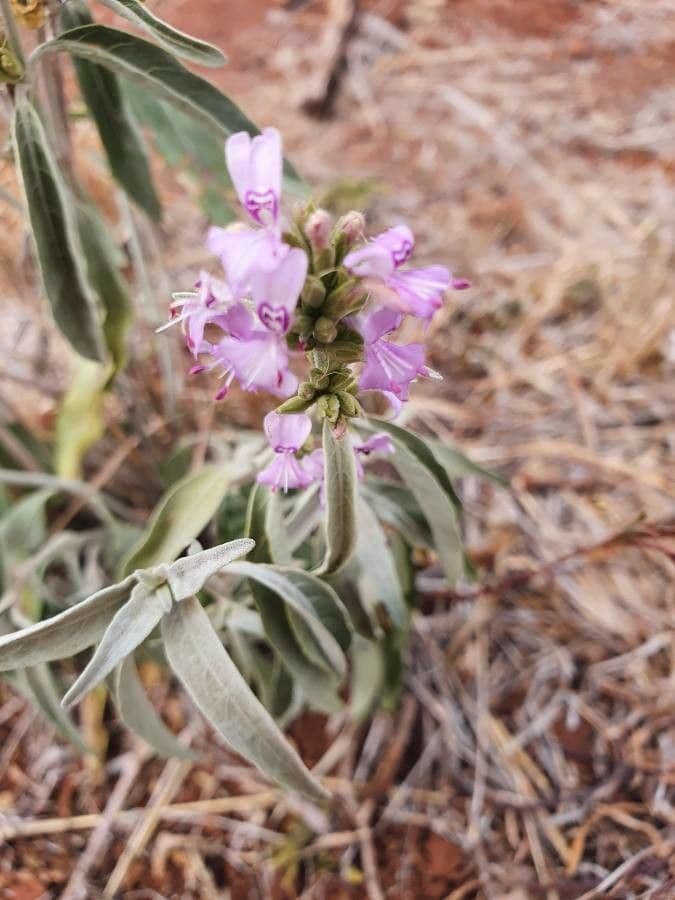 Hypoestes aristata