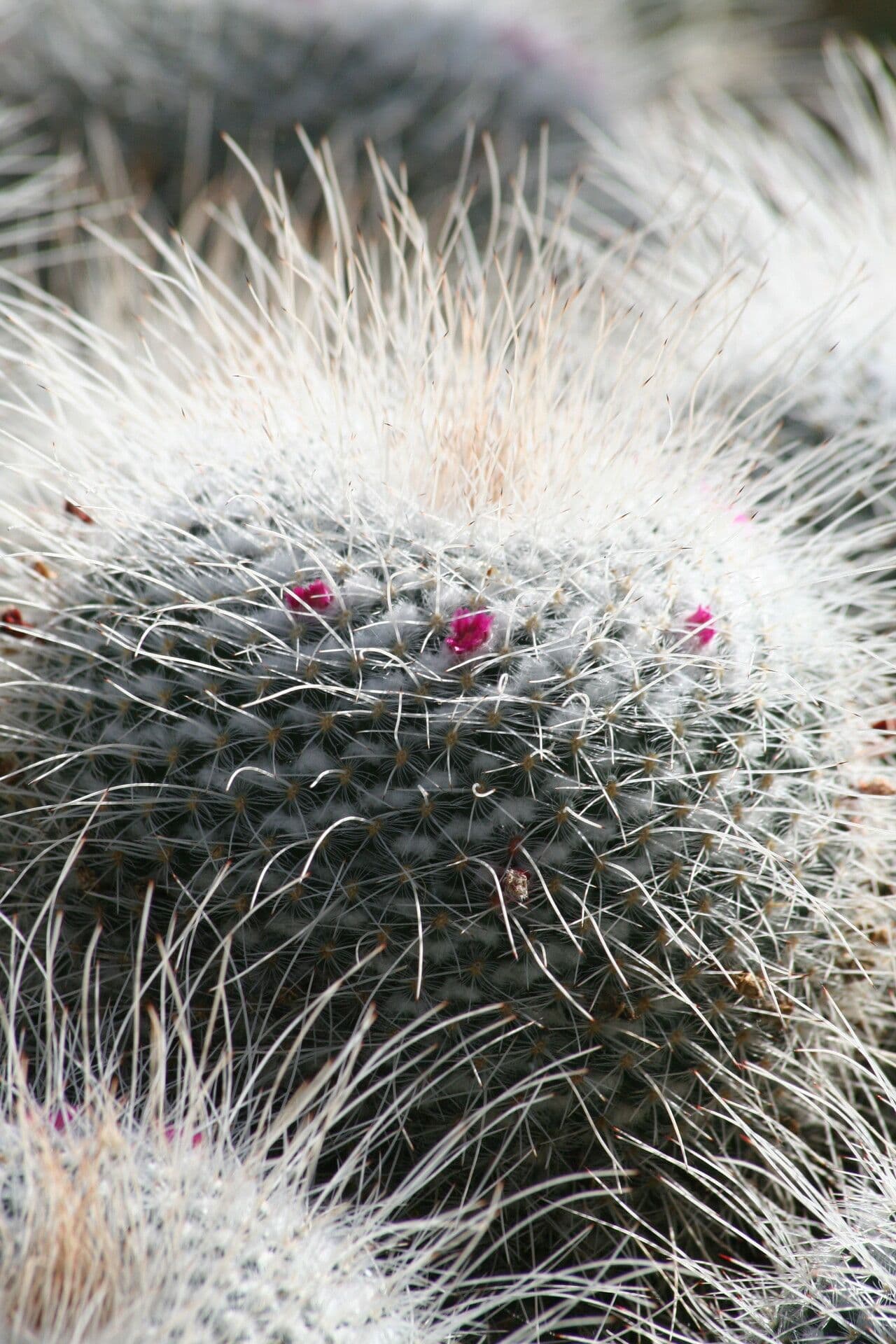 Cactus 4