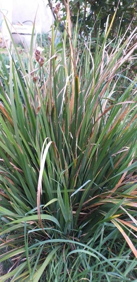 Fiore di raso del Cile 9