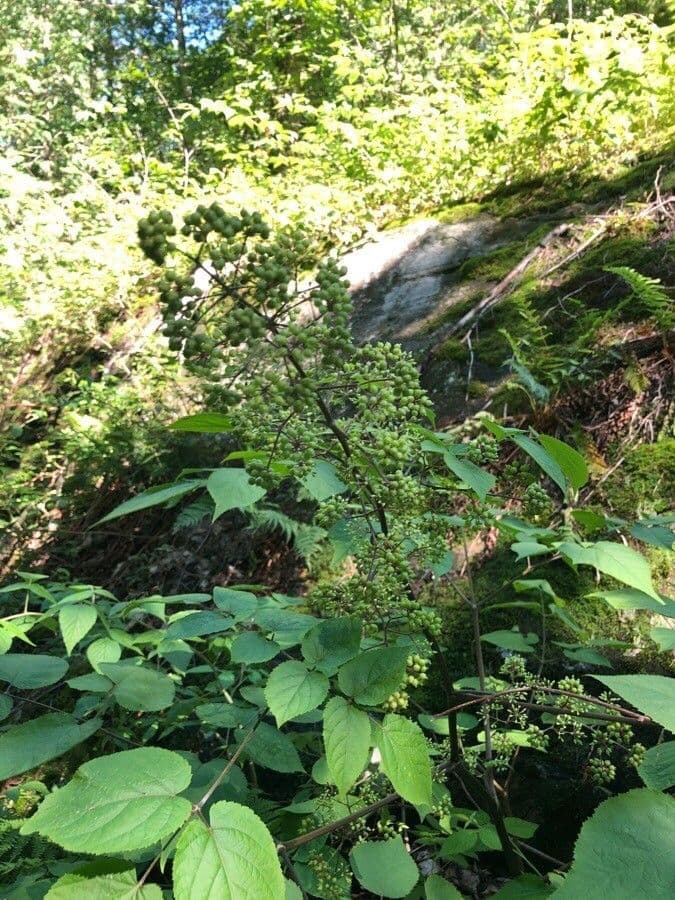 Araria racemosa 20
