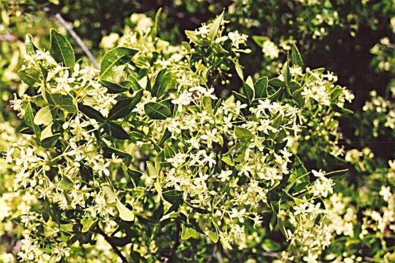 Ptelea crenulata 13