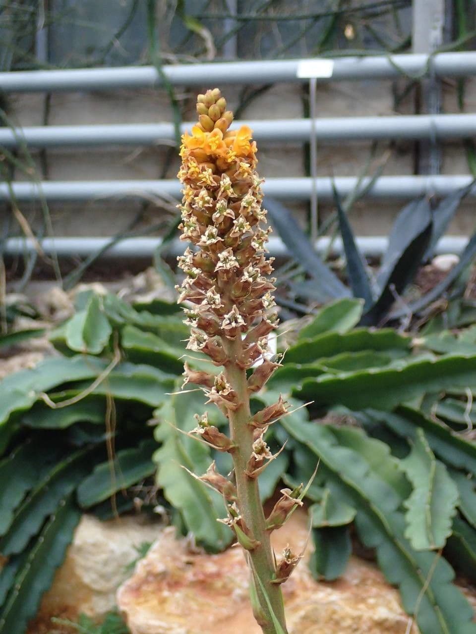 Dyckia