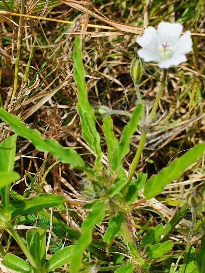 Schmalblättrige Monsonia 14