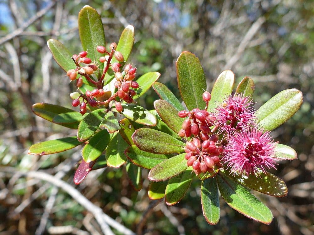 Cunonia 11