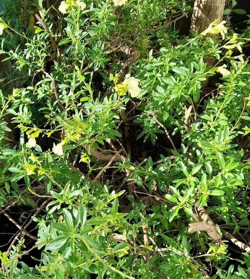 Salbei 6