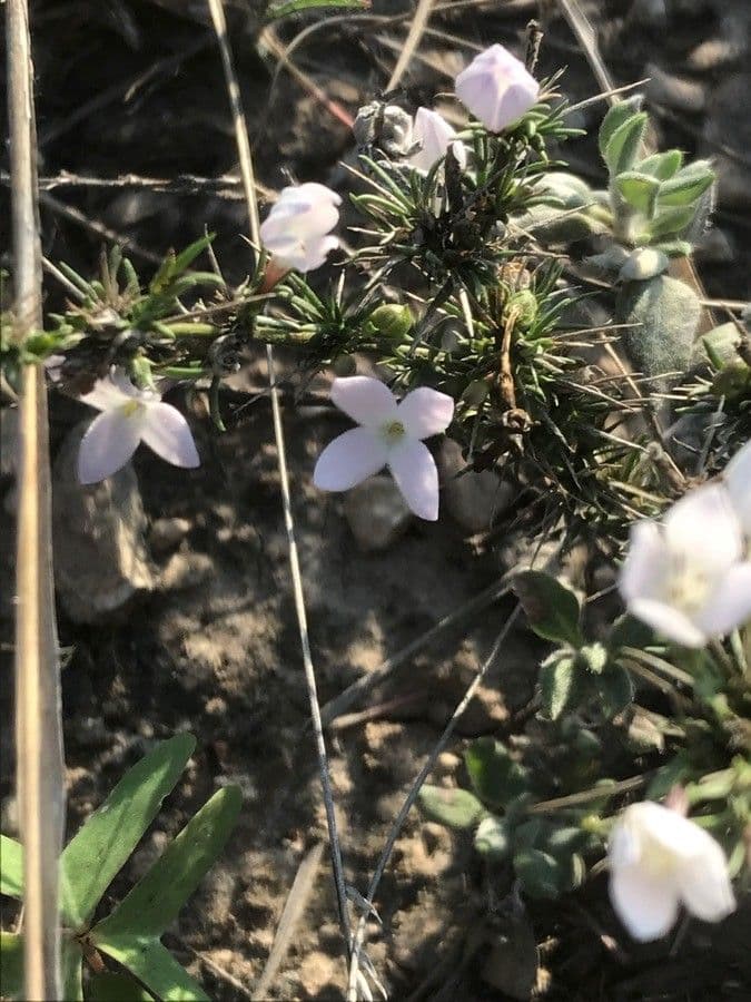 Stenaria nigricans 3