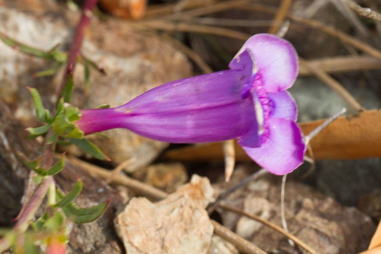 Penstemon eterofillo 2