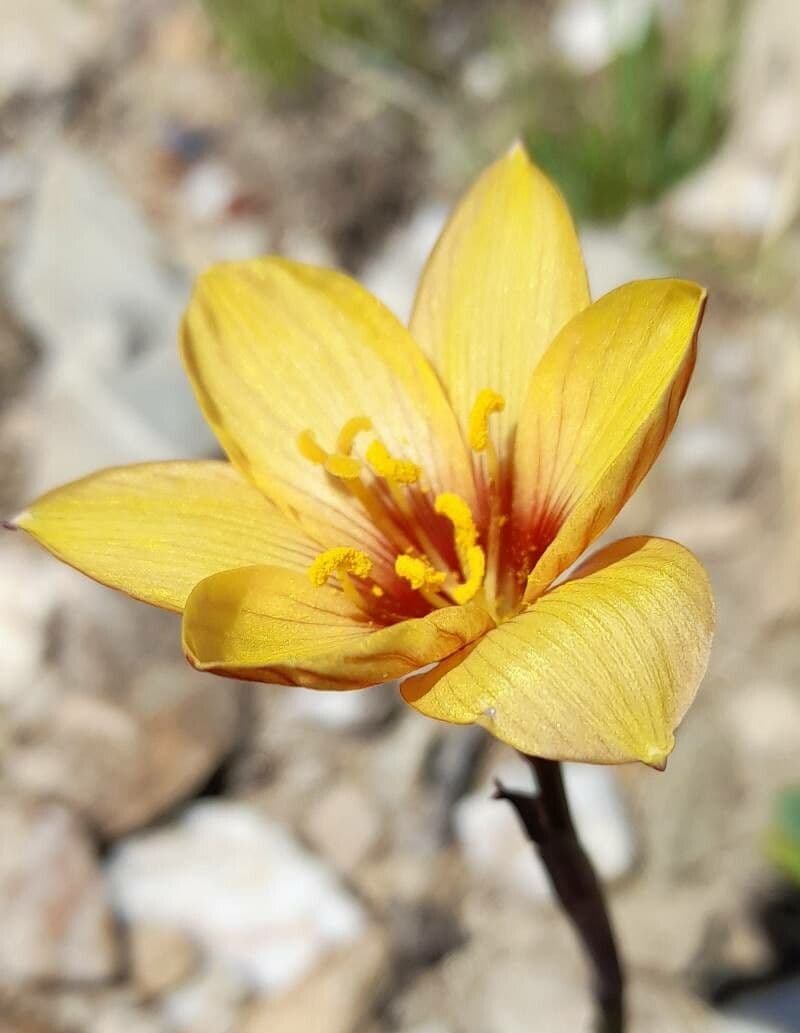 Zephyranthes 4