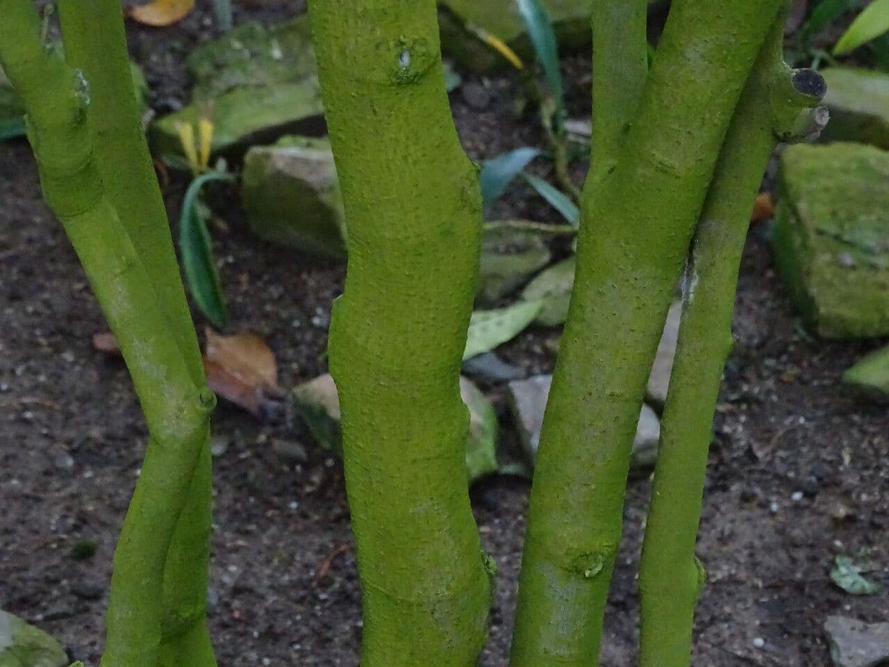 Baphia nitida 6