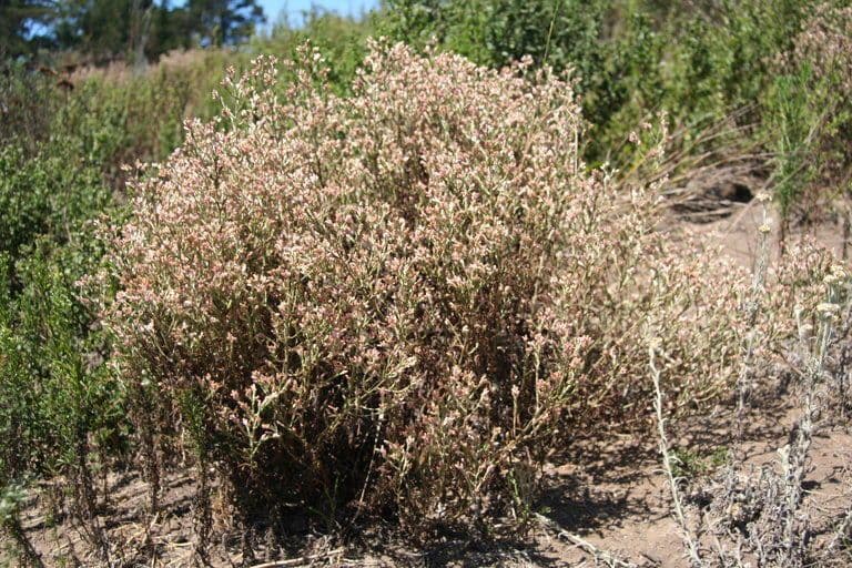 Pseudognaphalium ramosissimum 10