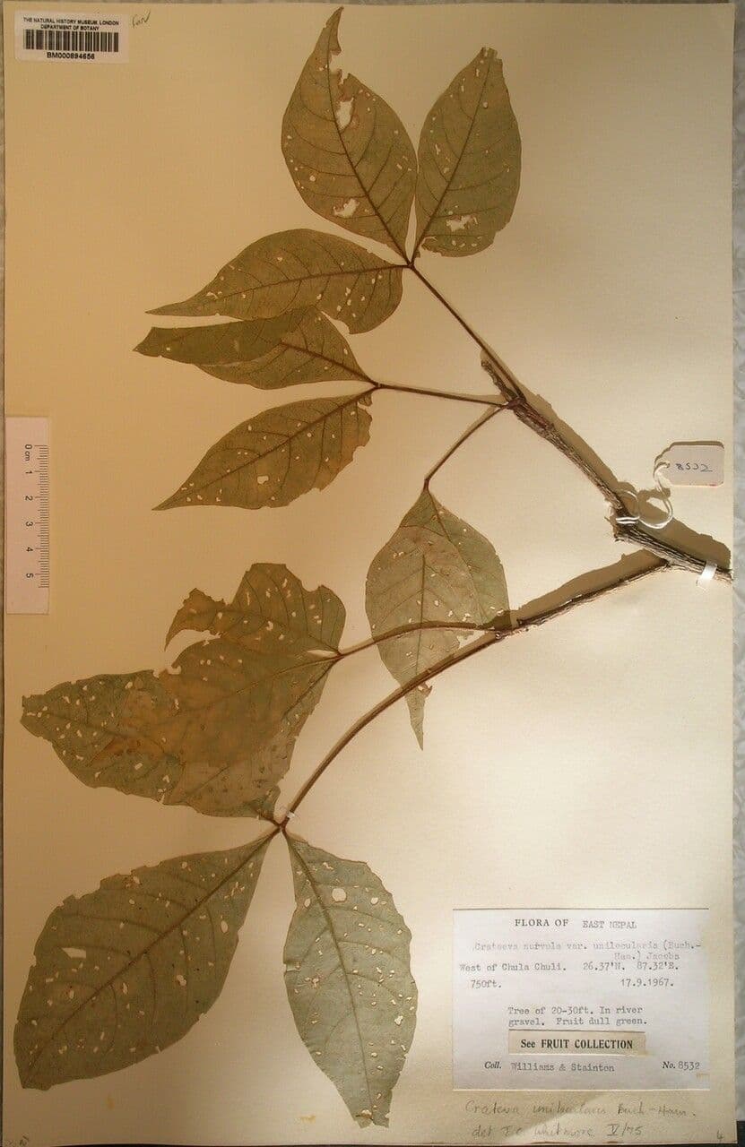 Crateva 8