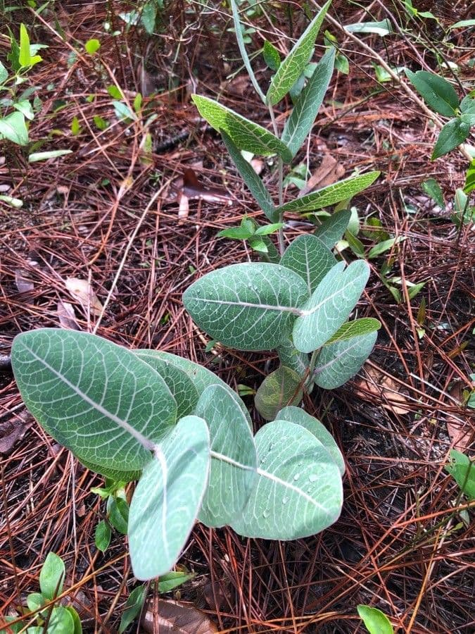 Asclepias 6