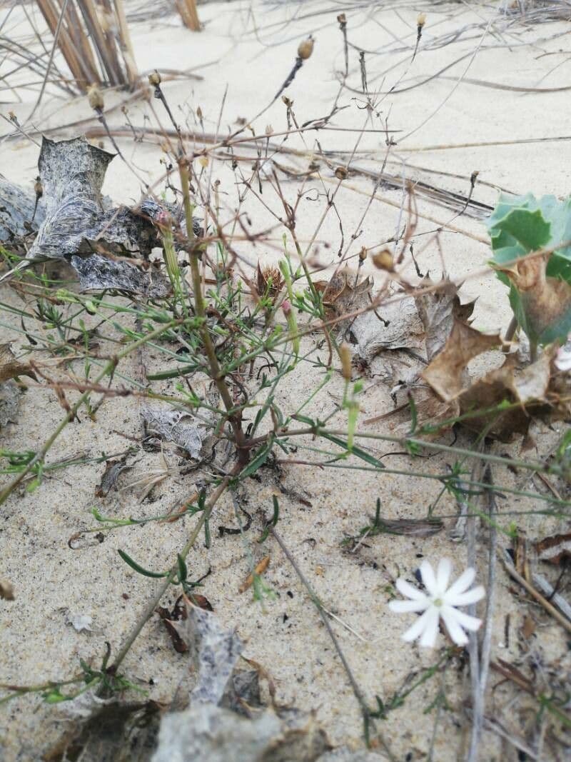 Silene portensis 12