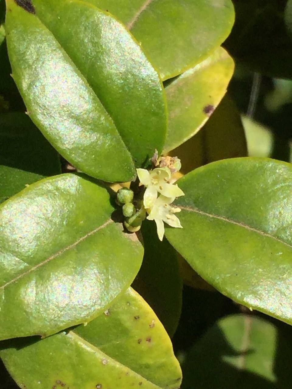 Stechpalmenblättriger Cassinopsis 7
