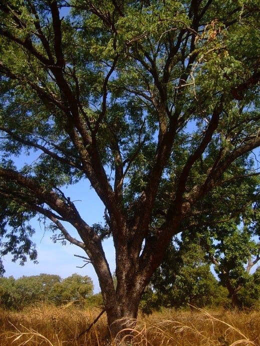 Prosopis africana 6