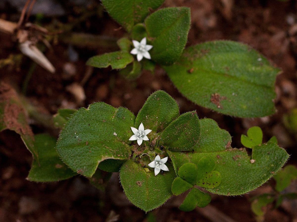 Richardia brasiliana 6