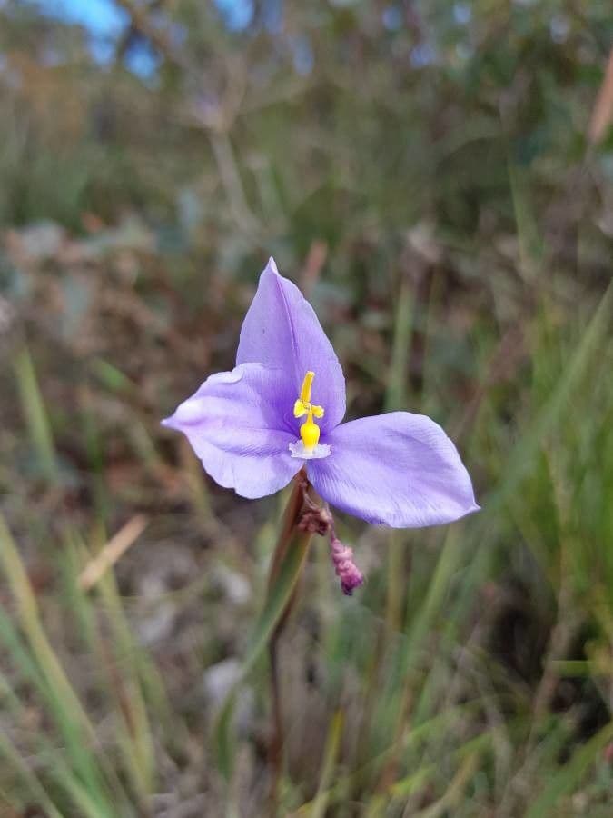 Patersonia 3