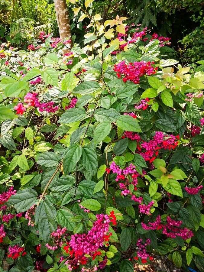 Glorybower 8