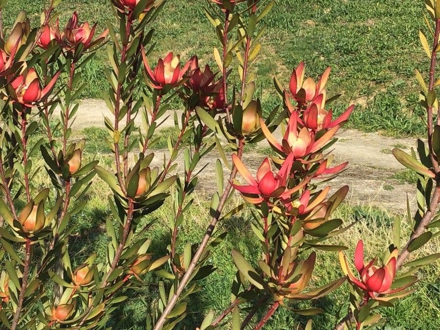 Leucadendron 6