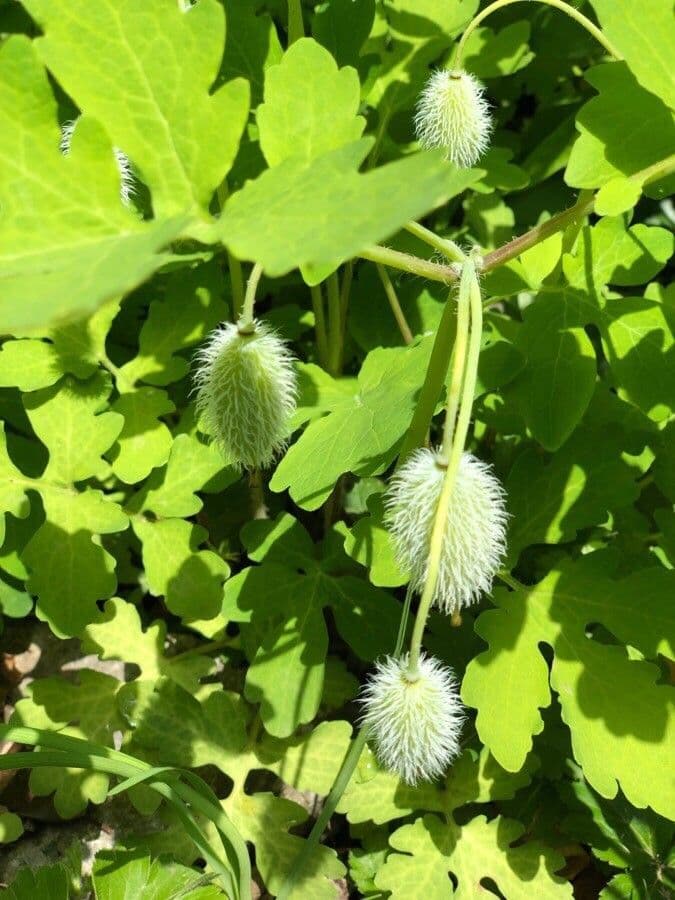 Schölkraut 17