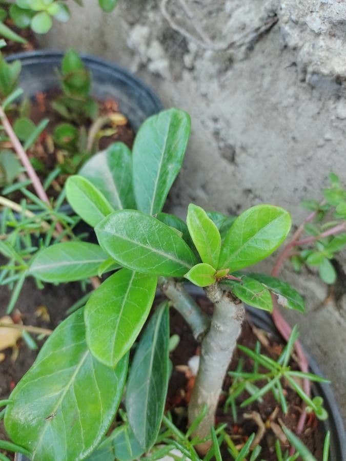 Adenium 21