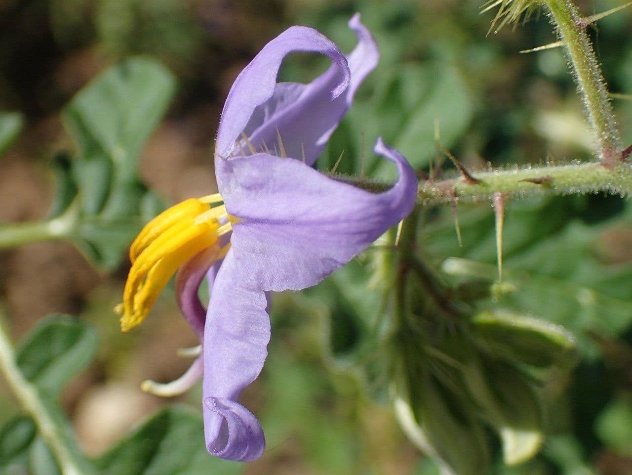 Solanum citrullifolium 2