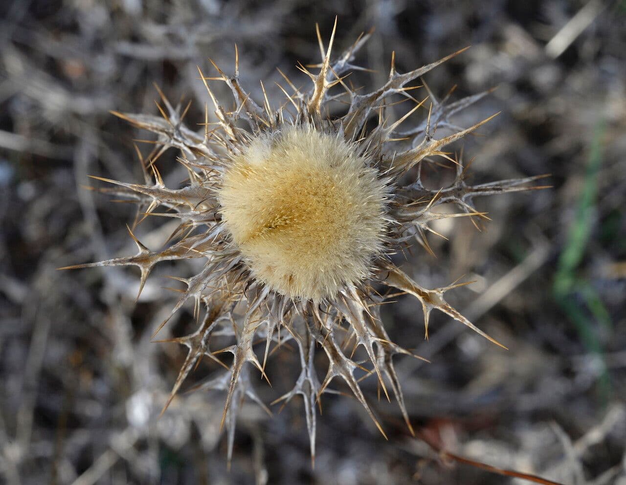 Carlina lanata 2