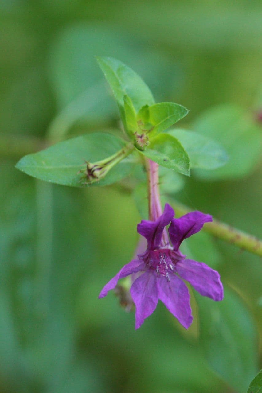 Cuphea 3