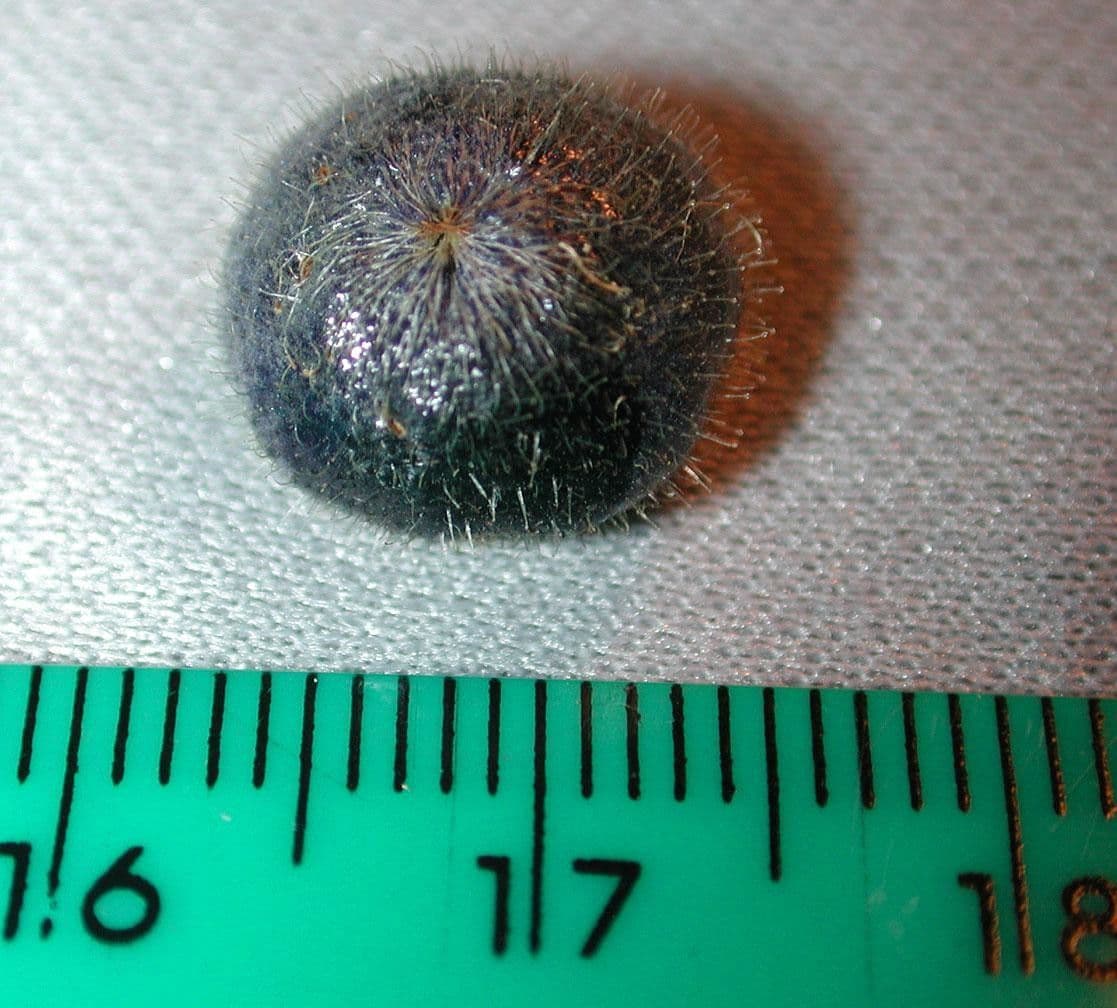 Miconia 10