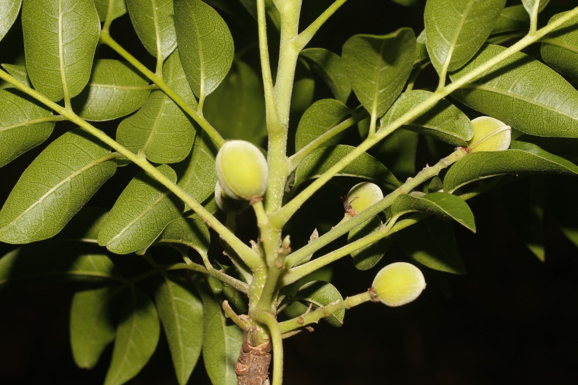 Trichilia 2